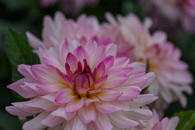 Alman Muensterland 'inde yaz mevsiminde yıldız çiçekleri