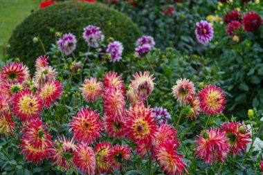 Alman Muensterland 'inde yaz mevsiminde yıldız çiçekleri