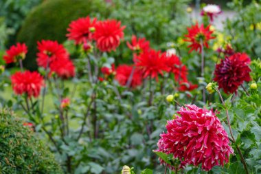 Alman Muensterland 'inde yaz mevsiminde yıldız çiçekleri