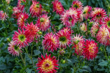 Alman Muensterland 'inde yaz mevsiminde yıldız çiçekleri