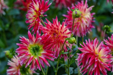 Alman Muensterland 'inde yaz mevsiminde yıldız çiçekleri