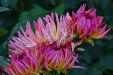 Alman Muensterland 'inde yaz mevsiminde yıldız çiçekleri