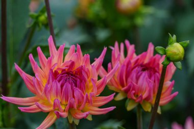 Alman Muensterland 'inde yaz mevsiminde yıldız çiçekleri