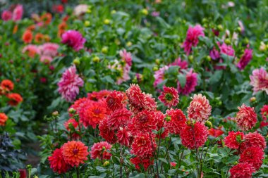 Alman Muensterland 'inde yaz mevsiminde yıldız çiçekleri