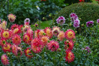 Alman Muensterland 'inde yaz mevsiminde yıldız çiçekleri
