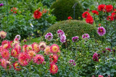 Alman Muensterland 'inde yaz mevsiminde yıldız çiçekleri