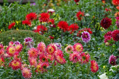 Alman Muensterland 'inde yaz mevsiminde yıldız çiçekleri