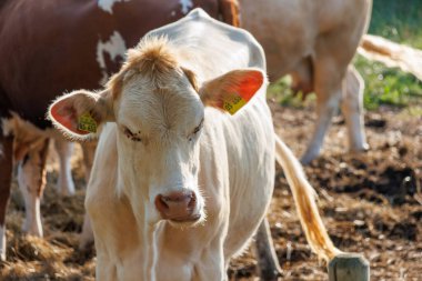 Alman muensterland 'inde inekler ve buzağılar