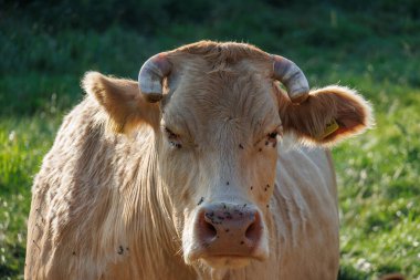 Alman muensterland 'inde inekler ve buzağılar