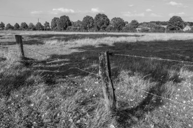 Alman muensterland 'inde inekler ve buzağılar