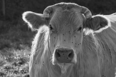 Alman muensterland 'inde inekler ve buzağılar