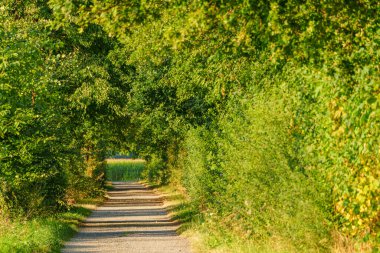 Alman muensterland 'inde inekler ve buzağılar