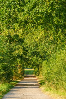 Alman muensterland 'inde inekler ve buzağılar
