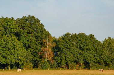 Alman muensterland 'inde inekler ve buzağılar
