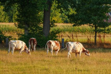 Alman muensterland 'inde inekler ve buzağılar