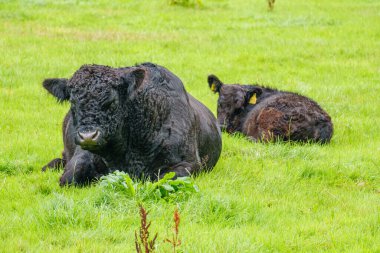 Alman muensterland 'inde inekler ve buzağılar