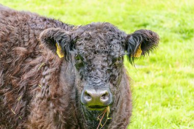 Alman muensterland 'inde inekler ve buzağılar