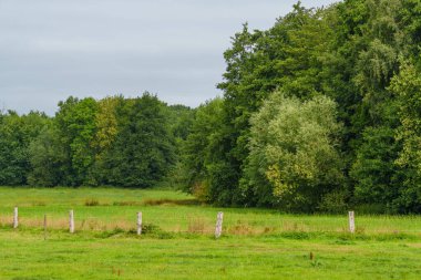 Alman muensterland 'inde inekler ve buzağılar