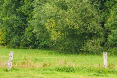 Alman muensterland 'inde inekler ve buzağılar