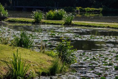 Westphalia 'daki Raesfeld köyünde yaz mevsimi