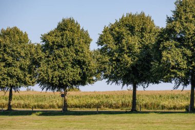 Westphalia 'daki Raesfeld köyünde yaz mevsimi