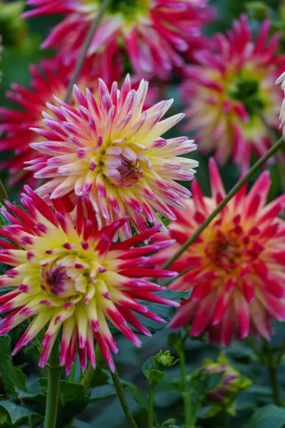 Alman Muensterland 'inde yaz mevsiminde yıldız çiçekleri