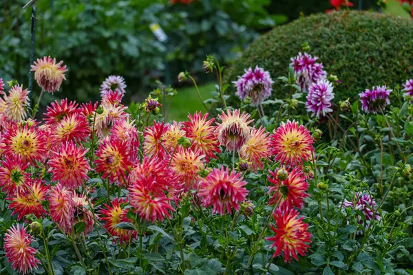Alman Muensterland 'inde yaz mevsiminde yıldız çiçekleri