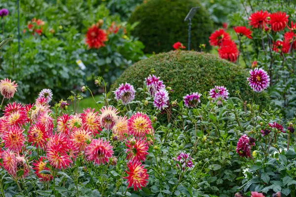 Alman Muensterland 'inde yaz mevsiminde yıldız çiçekleri