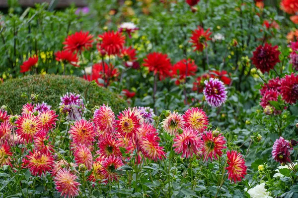 Alman Muensterland 'inde yaz mevsiminde yıldız çiçekleri