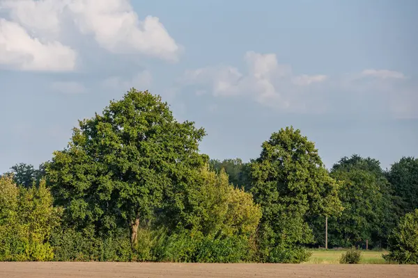 Alman Muensterland 'inde yaz mevsimi