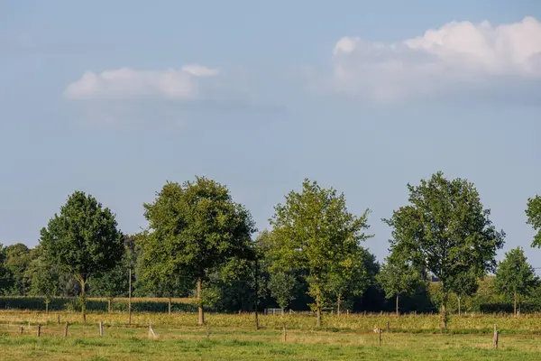 Alman Muensterland 'inde yaz mevsimi