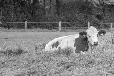 Westphalia 'da Ramsdorf yakınlarında yaz mevsimi