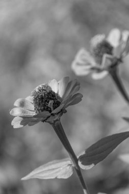 Westphalia 'da Ramsdorf yakınlarında yaz mevsimi