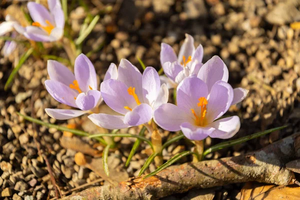 Oberaegeri Suiza Febrero 2023 Hermosas Flores Lila Crocus Pequeño Parque — Foto de Stock