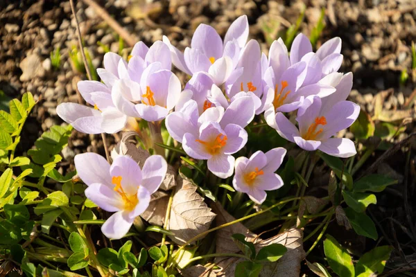 Oberaegeri Szwajcaria Lutego 2023 Piękne Kwiaty Lila Crocus Małym Parku — Zdjęcie stockowe