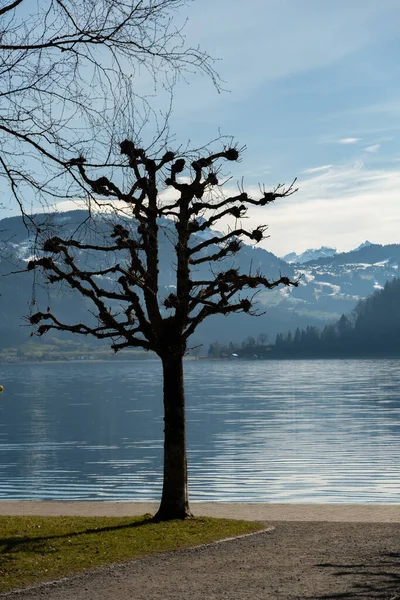 Oberaegeri Suisse Février 2023 Magnifique Paysage Lac Aegerisee Par Une — Photo