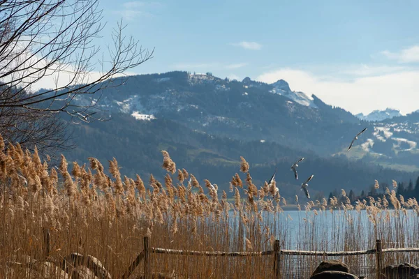 スイス オベレーゲリ2023年2月20日晴れた日にエーゲリーゼ湖を見下ろす信じられないほどのパノラマビュー — ストック写真