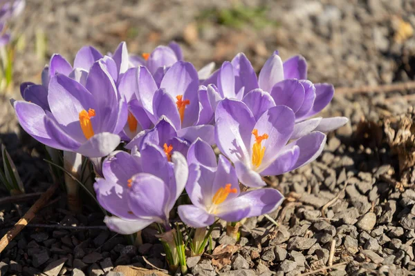Oberaegeri Szwajcaria Lutego 2023 Piękne Kwiaty Lila Crocus Małym Parku — Zdjęcie stockowe