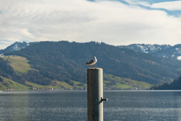 Унтераеґері Швейцарія Лютого 2023 Року Чайка Сидить Щоглі Озері Еґерісі — стокове фото