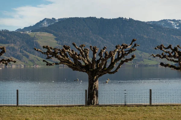 Фагежи Швейцария Февраля 2023 Великолепный Вид Озеро Эгеризее Солнечный День — стоковое фото