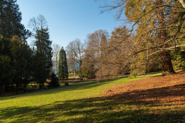 Hilterfingen, Canton Bern, İsviçre, 12 Şubat 2023 Güneşli bir günde küçük bir ormandan doğal manzara