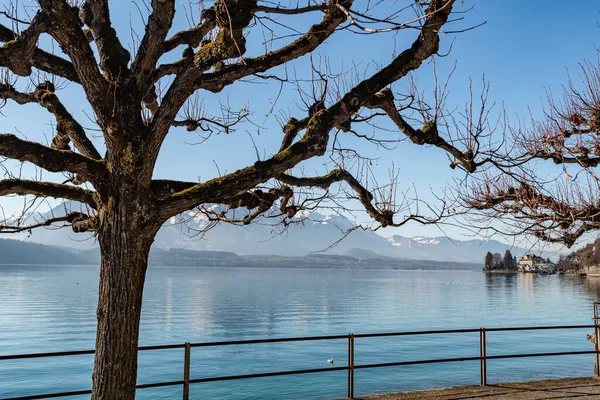 2023年2月12日瑞士伯尔尼州Oberhofen地区图恩湖水走廊和阳光灿烂的高山美景 — 图库照片