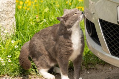 Zürih, İsviçre, 2 Mayıs 2023 Cat bir arabanın etrafında dolanıyor.