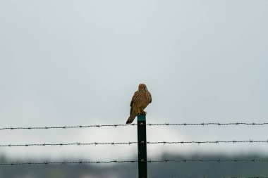 Zürih, İsviçre, 10 Mayıs 2023 Bird bir çitin üzerinde oturuyor.