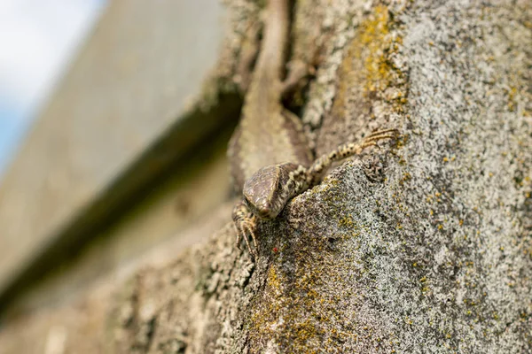 瑞士苏黎世 2023年5月2日蜥蜴正在温热的石头上晒日光浴 — 图库照片