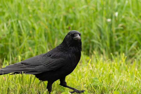 Zurich Switzerland May 2023 Black Raven Walking Green Meadow — Stock Photo, Image