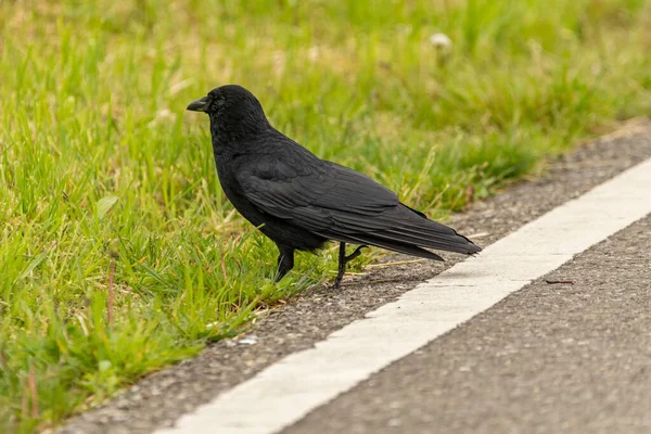 Zurich Switzerland May 2023 Black Raven Walking Green Meadow — Stock Photo, Image