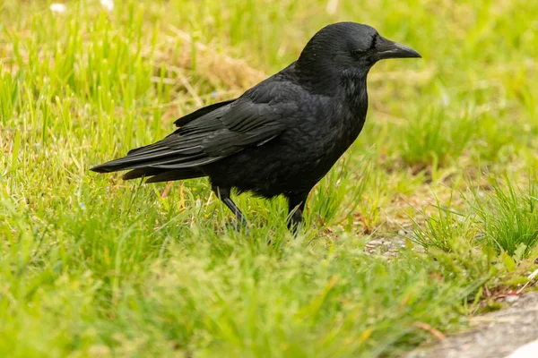 瑞士苏黎世 2023年5月10日黑色乌鸦在一片绿色的草地上散步 — 图库照片