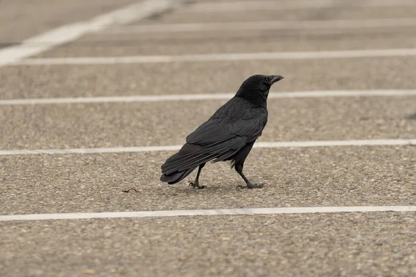 瑞士苏黎世 2023年5月10日黑乌鸦在街上觅食 — 图库照片