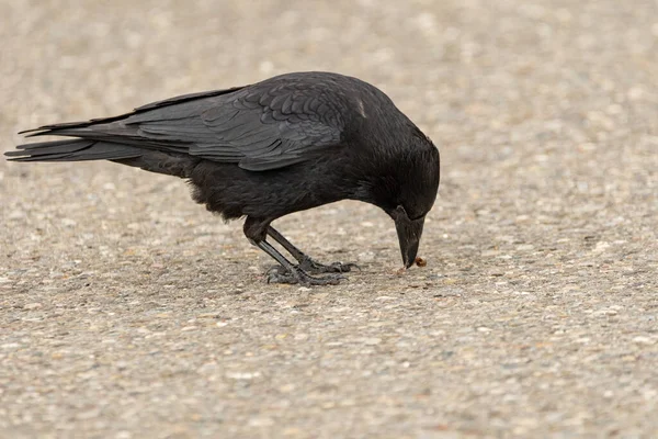 Zurich Switzerland May 2023 Black Raven Street Searching Some Food — Stock Photo, Image